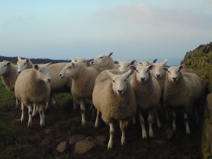 Ewes for Sale Brightonhouse Farm Steeton
